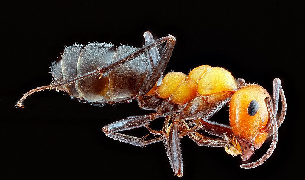 Ant Control service in Bozeman, MT