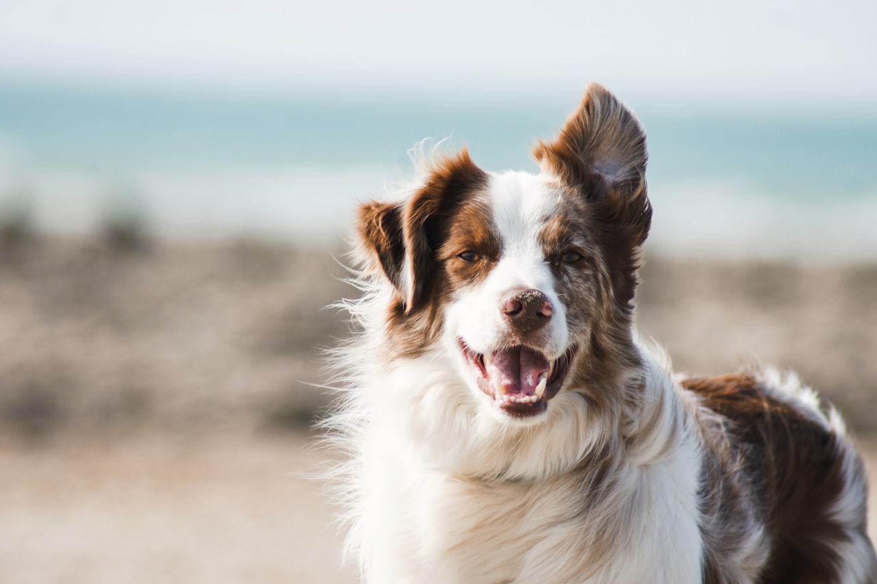 Flea & Tick Control service in Bozeman, MT