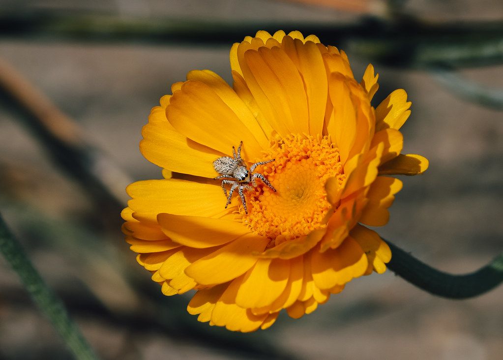 Spider Control service in Bozeman, MT